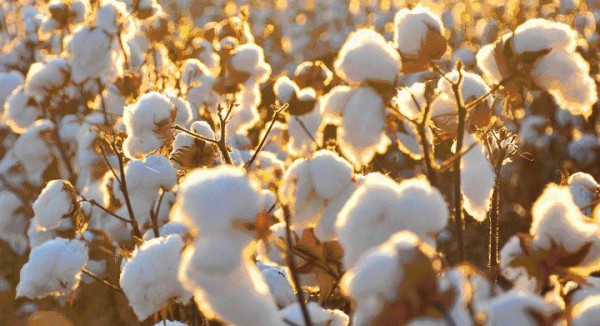全国人大代表、森马董事长邱光和：建议扩大新疆棉花及其制品的国内消费